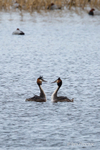 Great Crested Grebe Courtship Ritual 3