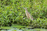 Squacco Heron