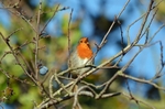 Robin