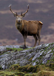 Red Deer
