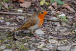 robin Erithacus rubecula-3381