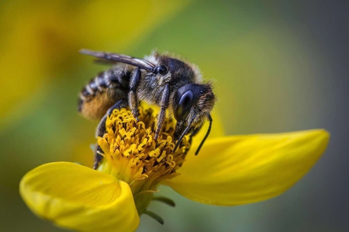 Female leafcutter Bee visiting a flower. Possibly the Patchwork Leafcutter Bee (Megachile centuncularis).