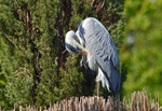 Grey Heron