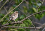 Chaffinch