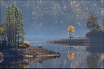 Autumn Tree