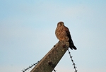 Kestrel