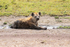 Spotted Hyena