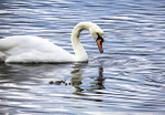 SWAN 7 LOCH ETIVE  SCOTLAND-