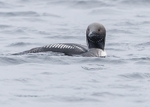 Black-throated Diver
