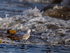 Sanderling
