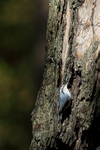 Chestnut-vented Nuthatch portfolio