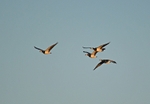 Barnacle Geese