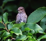 Juv Spotted Flycatcher
