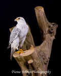 birds studio-35