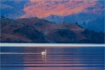 Golden Swan