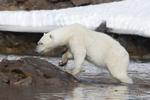 Female Polar Bear near Monaco Glacier