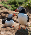 Skomer Island and Puffins portfolio