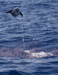 ATLANTIC SPOTTED DOLPHIN