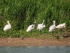 Spoonbills