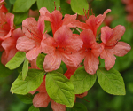 Azaleas