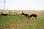 WJ6_9381