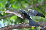 Anhinga