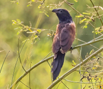 Black Coucal