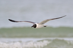 Laughing Gull in flight, Fort De Soto Park, Florida