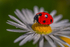 In the world  of Ladybirds