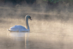 mute swan cygnus olar-5810