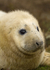 GREY SEAL PUP