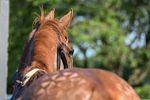 230626-Race 4-Satyress-1233