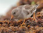 Purple Sandpiper looking for food amongst the seaweed at Sandbanks