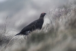 Red Grouse Jan 2018