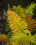 Ferns