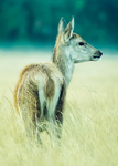 Fawn Deer In Wet Grass 80712322