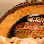 lorenzo happy as larry