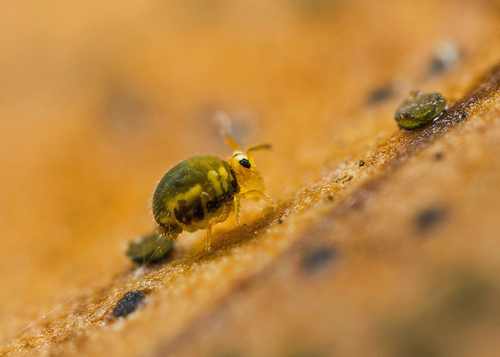 On the underside of a fallen leaf. Warwickshire, October 2013.