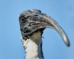 Black Headed Ibis