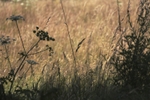 Meadow 2