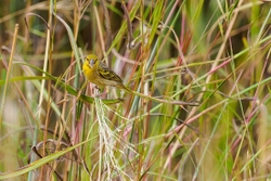 Village Weaver