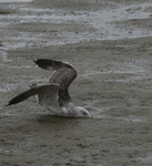 Dodgie Landing