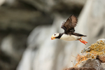 Horned Puffin flies off rock, Duck Island, Alaska