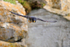 Peregrine (adult) in flight along the cliffs at Durlston