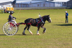 2025 Senic Rim Clydesdale Spectacular portfolio