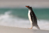 Gentoo Penguin on Leopard Beach, Carcass Island, Falklands