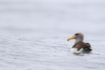 Salvin's Albatross (adult) swimming, Chile