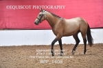 BPP_1408