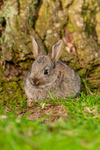 wild rabbit Oryctolagus cuniculus-2855