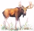 Bull Moose